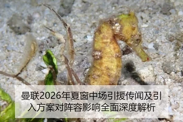 曼联2026年夏窗中场引援传闻及引入方案对阵容影响全面深度解析
